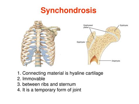 Ppt Introduction Of The Arthrology School Of Basic Medical Science Of