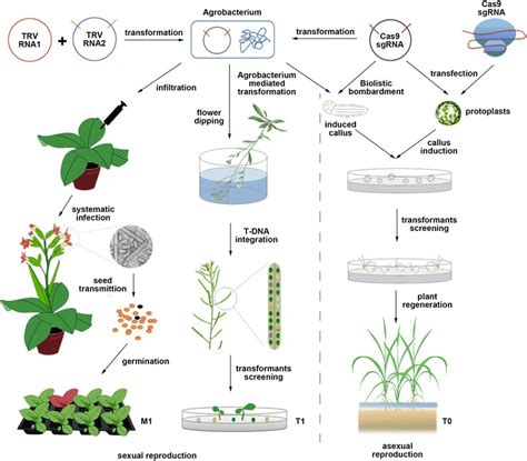 Methods used to generate heritable gene modifications in plants by ...