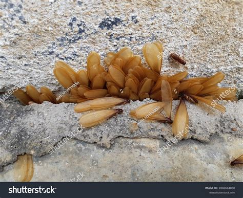 336 Termite Swarmers Images, Stock Photos & Vectors | Shutterstock