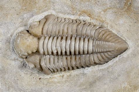 1.15" Rare Rielaspis Trilobite - Ontario, Canada (#179440) For Sale ...