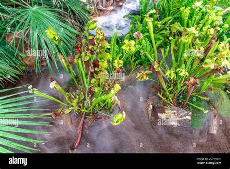 Nepenthes Plantas Carn Voras En La Niebla De La Ma Ana En La Selva