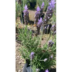 Bandeja De Plantin De Lavanda Francesa Bandeja Plantines