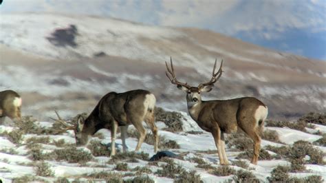 Conservation How To Save Hunting Eastmans Official Blog Mule Deer Antelope Elk Hunting