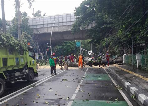 Diterpa Angin Kencang 14 Pohon Di Jakarta Tumbang