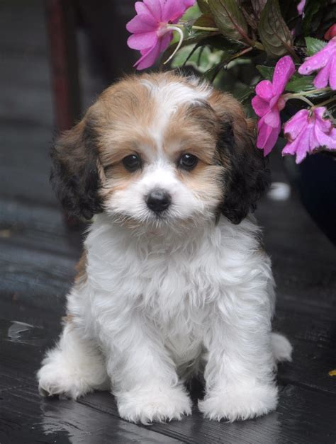 Cavachons By Jill Cavachon Puppies Cavachons Breeder Cute Fluffy