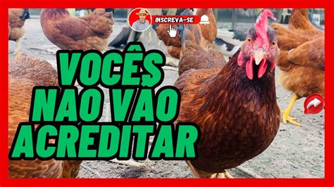 Vocês não vão acreditar no que aconteceu hoje no sítio assista e veja