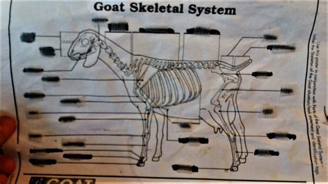 Goat Skeletal System Diagram Quizlet