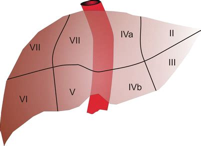 Liver Segment Anatomy Radiology