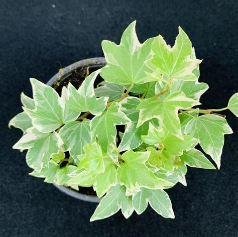 Hedera Helix Variegata Bluszcz Kwiatowy Dom Sklep Internetowy Z