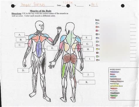 Muscular System Diagram Quizlet