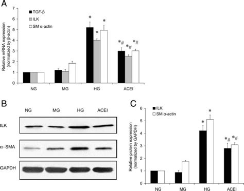 Benazepril treatment inhibited the high glucose induced TGF β1 ILK and