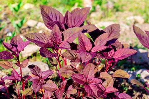 Hermosas flores moradas de amaranto vegetal crecen en el jardín Foto