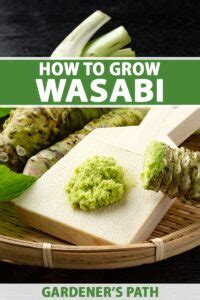 How to Plant and Grow Wasabi | Gardener’s Path