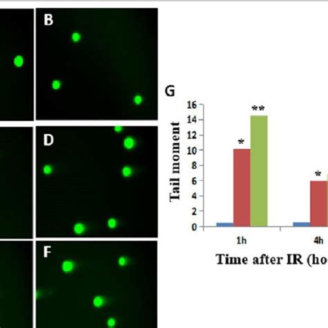 Comet Tail Increased In Single Cell Gel Electrophoresis By NU7441 And