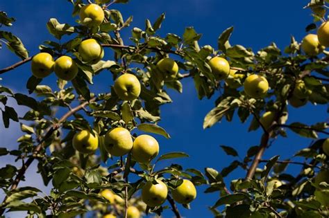 Maçãs verdes e suculentas penduradas em galhos de uma árvore em um