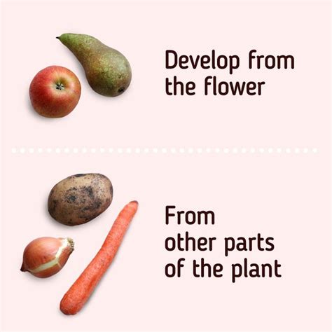 What The Differences Between Fruits And Vegetables Are Artofit