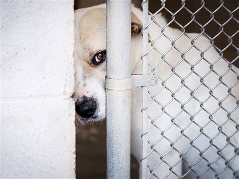 Do Kill Shelters Still Exist Uncovering The Truth