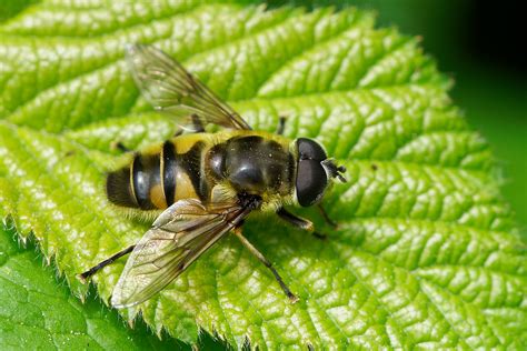 Totenkopfschwebfliege Myathropa Florea Totenkopfschw Flickr