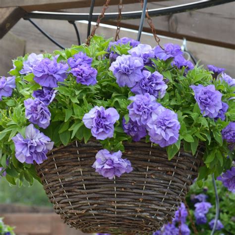 Petunia Tumbelina Sophia Tray Of 42 Value Large Plug Plants