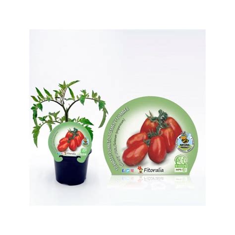 Semis de Tomate Cerise Poire Rouge Naturel pot 10 5 Ø cm Germigarden