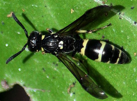 Small Yellow And Black Wasp Symmorphus Bugguidenet