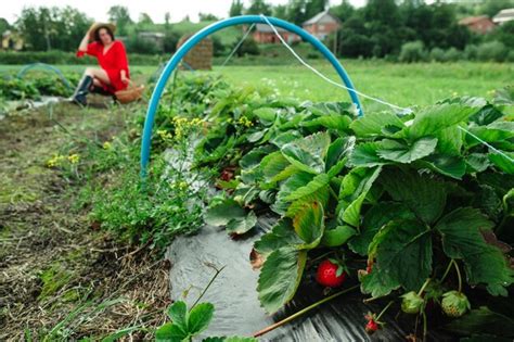 Premium Photo | Strawberry farm harvest season