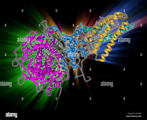 Succinate dehydrogenase enzyme. Molecular model of the succinate ...