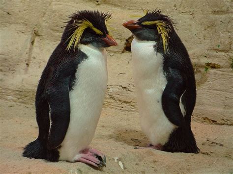 Free Rockhopper Penguins Stock Photo - FreeImages.com