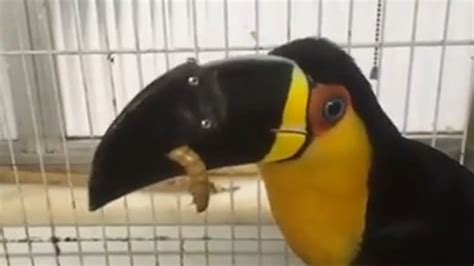 Toucan gets new beak fabricated from 3-D printer - ABC7 San Francisco