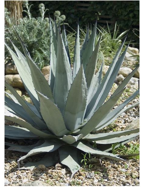 Pingl Par P P Sur Agaves Agave Americana Jardin Mexicain Jardins