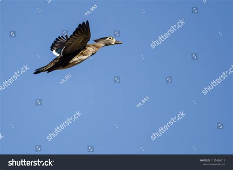 Female Wood Duck Flying Blue Sky Stock Photo 1125450512 | Shutterstock