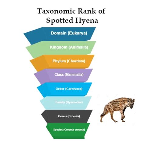 Taxonomy Chart Templates Edrawmax Free Editable