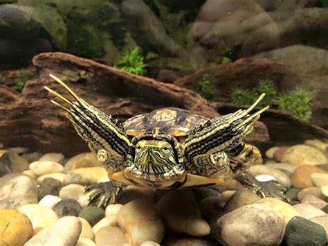 How To Sex A Red Eared Slider Turtle Easy Gender Differences