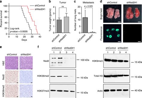 Silencing Of Nsd Abrogates Metastasis In Vivo Panels Af Show In Vivo