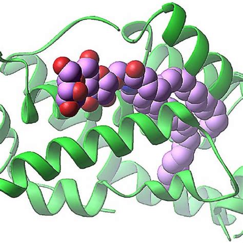 glycolipid structure and function