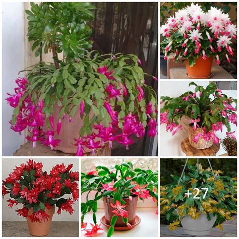 The Ultimate Guide To Caring For Your Christmas Cactus