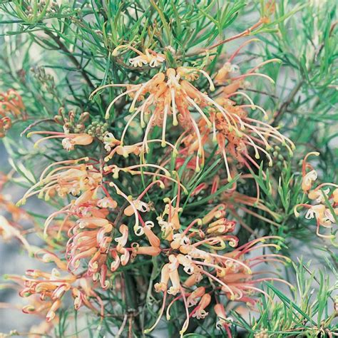 Grevillea Semperflorens