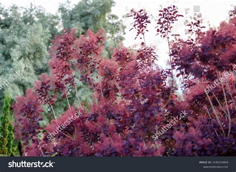 Smoke Bush Cotinus Coggygria Deciduous Shrub Stock Photo 2185219929