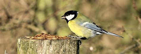 Alle Informatie Over De Koolmees Vogelhuisjes Kopen