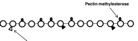 6 Schematic Representation Of The Mode Of Actions Of Pectin