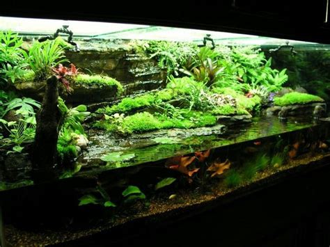 Dart Frog Paludarium With Fish Paludarium 2021