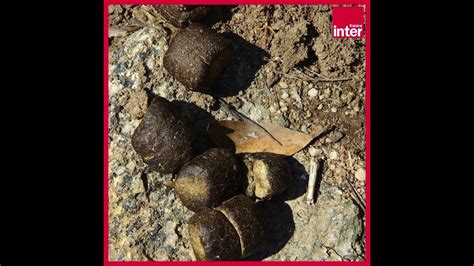 Les Crottes Carr Es Des Wombats La Chronique Environnement De Camille