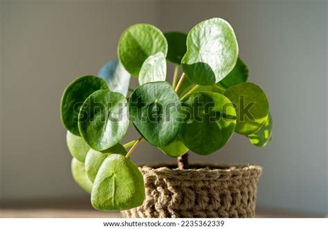 Closeup Pilea Peperomioides Houseplant Cane Wicker Stock Photo