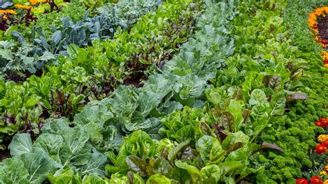 Plant These Fast Growing Vegetables For Rapid