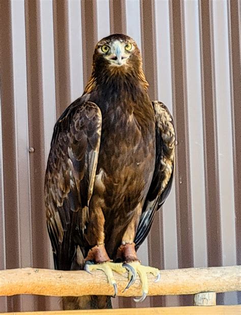 Outdoor Discovery Center Holland Michigan Golden Eagle Exhibit Travel