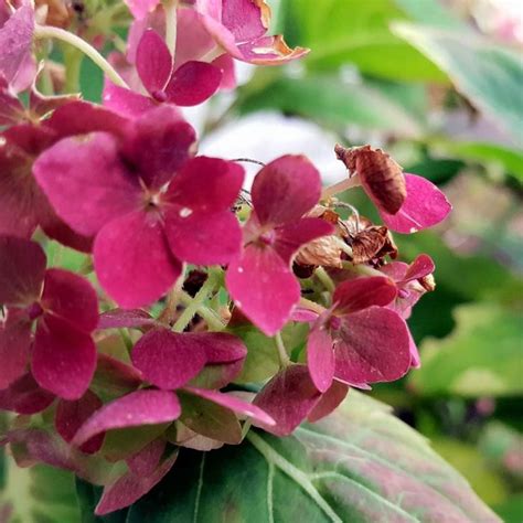 pink flowers with green leaves in the background