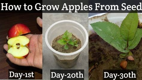 How To Grow An Apple Tree From Seed Easy Way Apple Tree From Seed