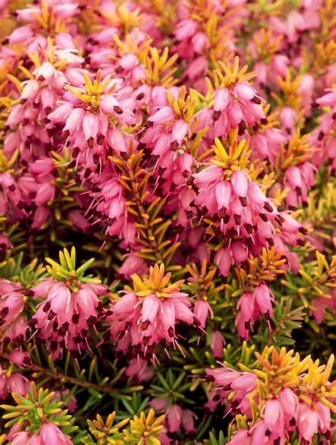 Winter Flowering Heathers Erica X Darleyensis Plants Hopes Grove