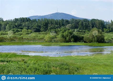 Spring Flooding of the Tisza River in Hungary. Stock Photo - Image of level, river: 246900746