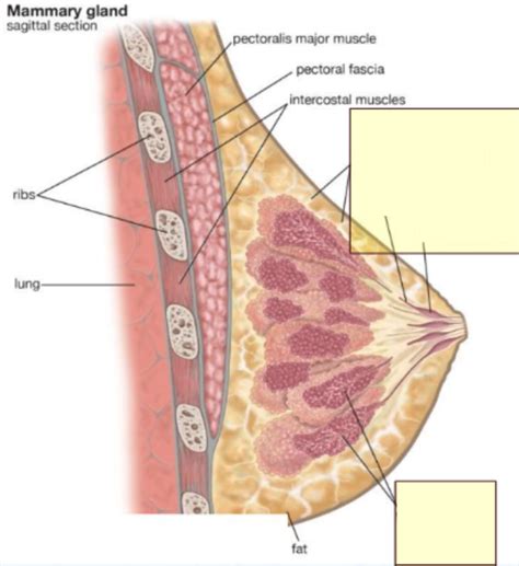 Mammary Gland Diagram Quizlet